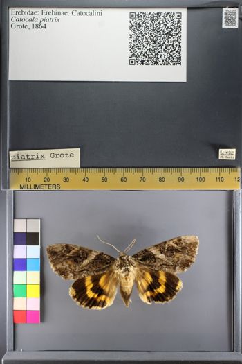 Media type: image;   Entomology 640340